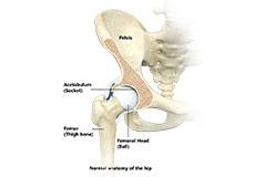 Hip Anatomy